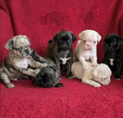 EGZOTİK RENK PUG MOPS YAVRULARI