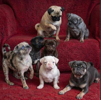 EGZOTİK RENK PUG MOPS YAVRULARI