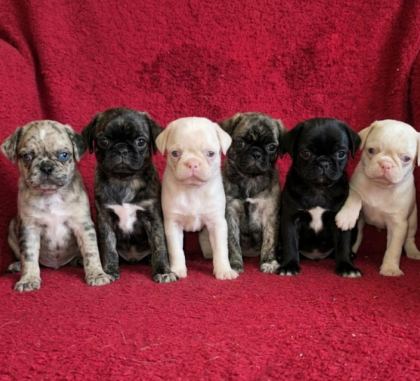 EGZOTİK RENK PUG MOPS YAVRULARI