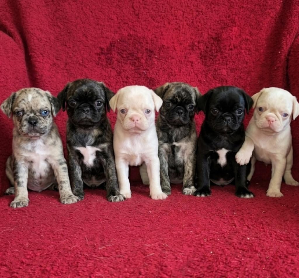 EGZOTİK RENK PUG MOPS YAVRULARI