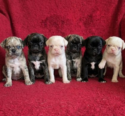 EGZOTİK RENK PUG MOPS YAVRULARI
