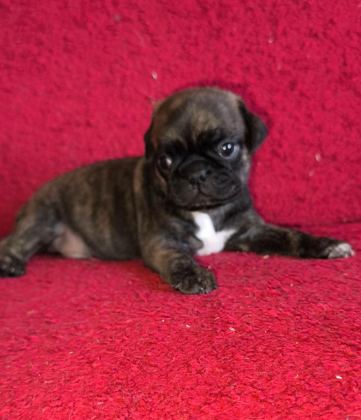 EGZOTİK RENK PUG MOPS