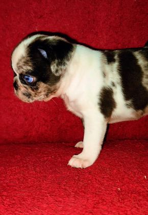 EGZOTİK RENK PUG MOPS YAVRULARI
