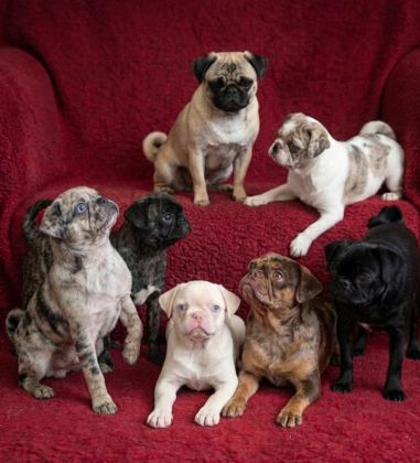 EGZOTİK RENK PUG MOPS YAVRULARI