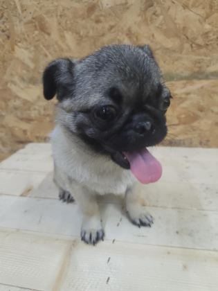PUG YORULMAK BİLMEZ OYUNCU