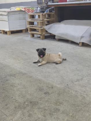 PUG YORULMAK BİLMEZ OYUNCU
