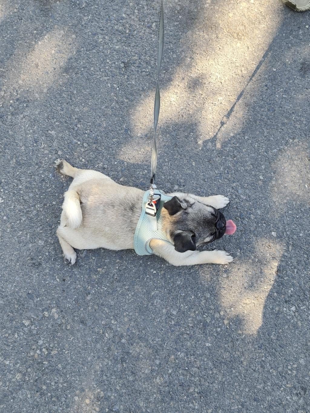 PUG YORULMAK BİLMEZ OYUNCU