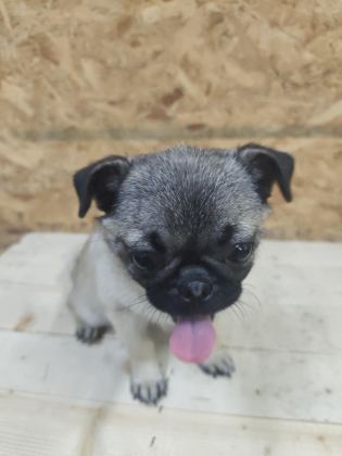 PUG YORULMAK BİLMEZ OYUNCU