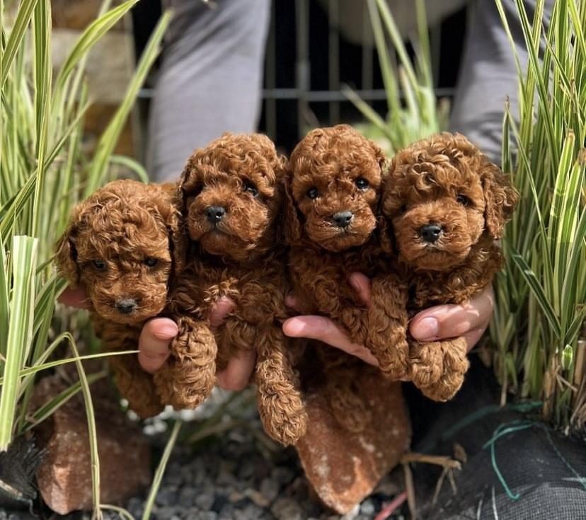 IRK GARANTİLİ RED TOY POODLE YAVRULARIM
