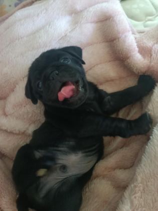 PİNK TAŞIYICI SSS KALİTE DİŞİ ERKEK MEVCUT PUG