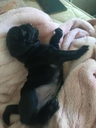 PİNK TAŞIYICI SSS KALİTE DİŞİ ERKEK MEVCUT PUG