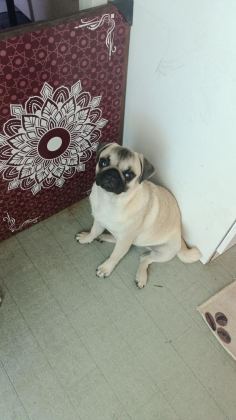 PİNK TAŞIYICI SSS KALİTE DİŞİ ERKEK MEVCUT PUG