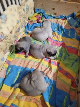 PUG MOPS YAVRULAR YENİ YUVASINA GİTMEYE HAZIR
