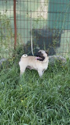PUG MOPS YAVRULAR YENİ YUVASINA GİTMEYE HAZIR