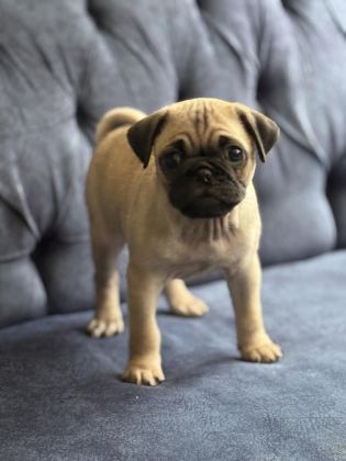 PUG MOPS YAVRULAR YENİ YUVASINA GİTMEYE HAZIR