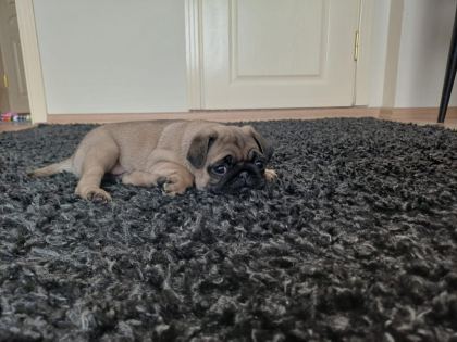 PUG MOPS YAVRULAR YENİ YUVASINA GİTMEYE HAZIR