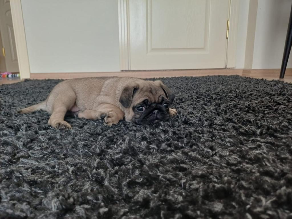 PUG MOPS YAVRULAR YENİ YUVASINA GİTMEYE HAZIR
