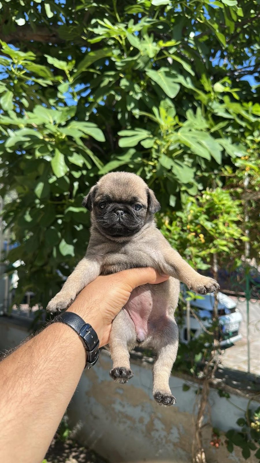 PUG DİŞİ YAVRUM AŞILARI YAPILI