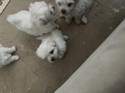 KOREKAN MALTESE TERRİER
