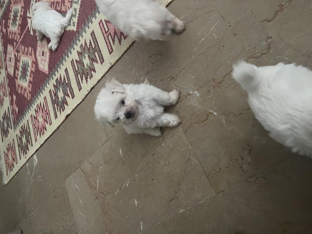 KOREKAN MALTESE TERRİER