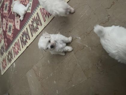 KOREKAN MALTESE TERRİER