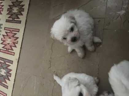 KOREKAN MALTESE TERRİER