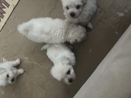 KOREKAN MALTESE TERRİER