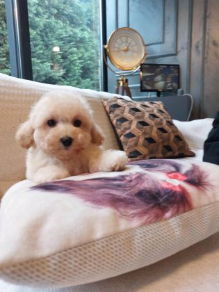 MALTİPOO BEBEKLERİMİZ ENFES GÜZELLİKTE