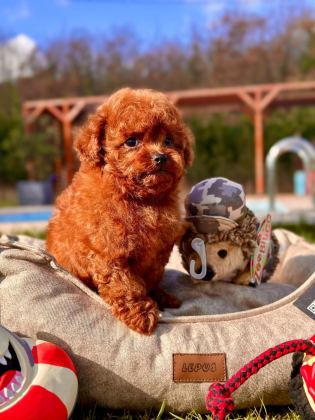 EĞİTİLEBİLİR TOY POODLE YAVRULARI İLE EVİNİZE NEŞE KATIN