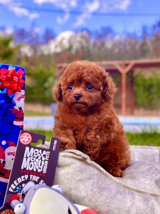 EĞİTİLEBİLİR TOY POODLE YAVRULARI İLE EVİNİZE NEŞE KATIN
