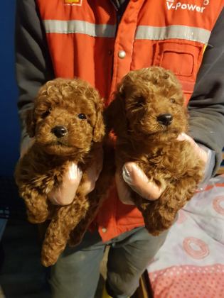 RED BROWN A KALİTE ORJİNAL TOY POODLE YAVRULAR