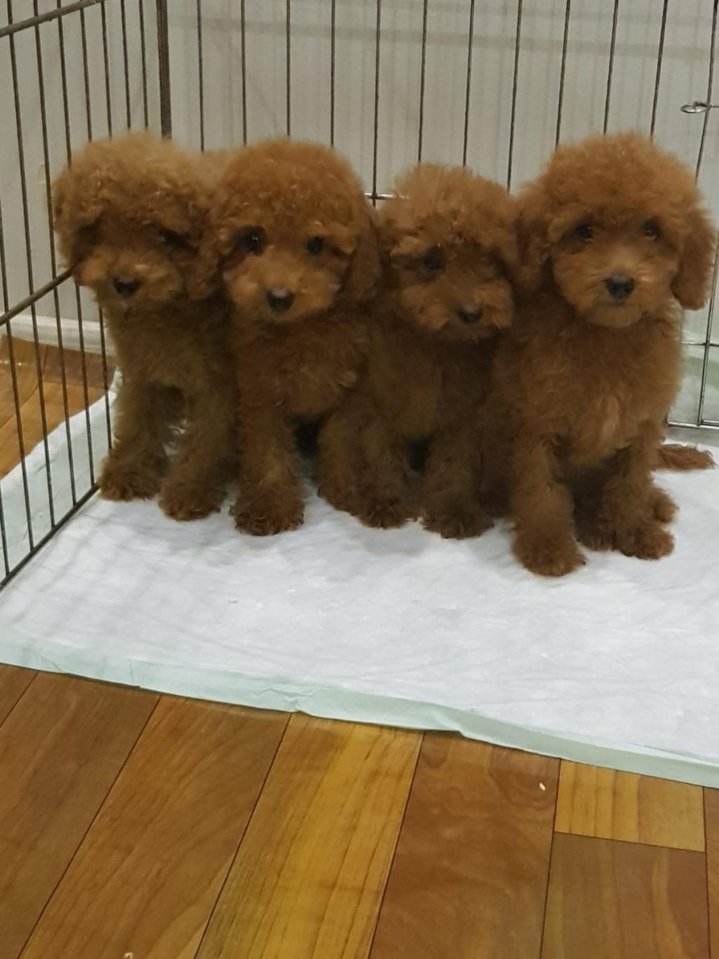 RED BROWN A KALİTE ORJİNAL TOY POODLE YAVRULAR