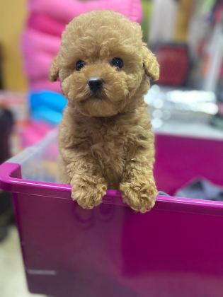 RED BROWN A KALİTE ORJİNAL TOY POODLE YAVRULAR
