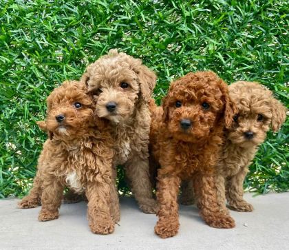 RED BROWN A KALİTE ORJİNAL TOY POODLE YAVRULAR