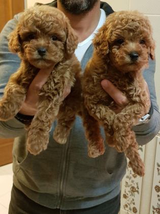 RED BROWN A KALİTE ORJİNAL TOY POODLE YAVRULAR