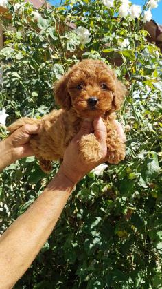 RED BROWN A KALİTE ORJİNAL TOY POODLE YAVRULAR