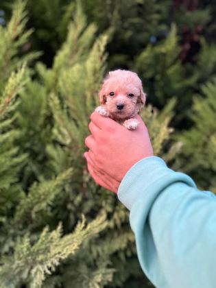 MALTİPOO ADRESE TESLİM, KAPIDA ÖDEME YAPABİLİRSİNİZ