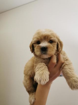 MALTİPOO ADRESE TESLİM, KAPIDA ÖDEME YAPABİLİRSİNİZ