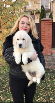 GOLDEN RETRİEVER ADRESE TESLİM KAPIDA ÖDEME YAPABİLİRSİNİZ