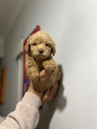 MALTİPOO ADRESE TESLİM, KAPIDA ÖDEME YAPABİLİRSİNİZ