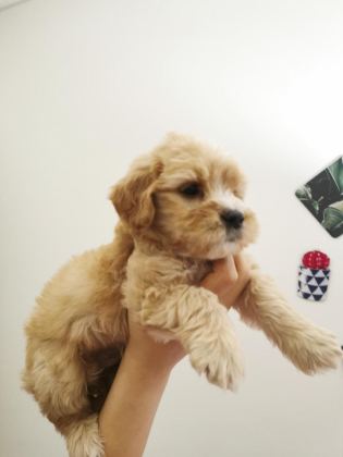 MALTİPOO ADRESE TESLİM, KAPIDA ÖDEME YAPABİLİRSİNİZ