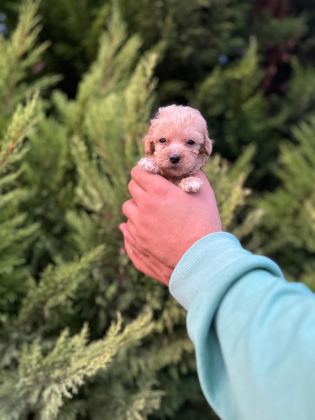MALTİPOO ADRESE TESLİM, KAPIDA ÖDEME YAPABİLİRSİNİZ