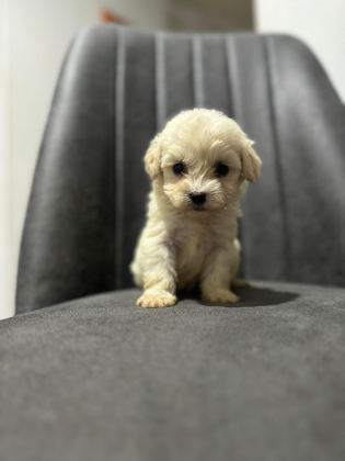 MALTİPOO ADRESE TESLİM, KAPIDA ÖDEME YAPABİLİRSİNİZ