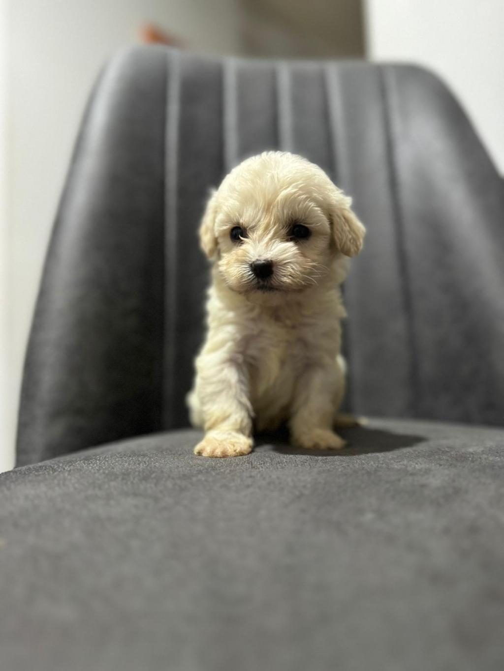 MALTİPOO ADRESE TESLİM, KAPIDA ÖDEME YAPABİLİRSİNİZ