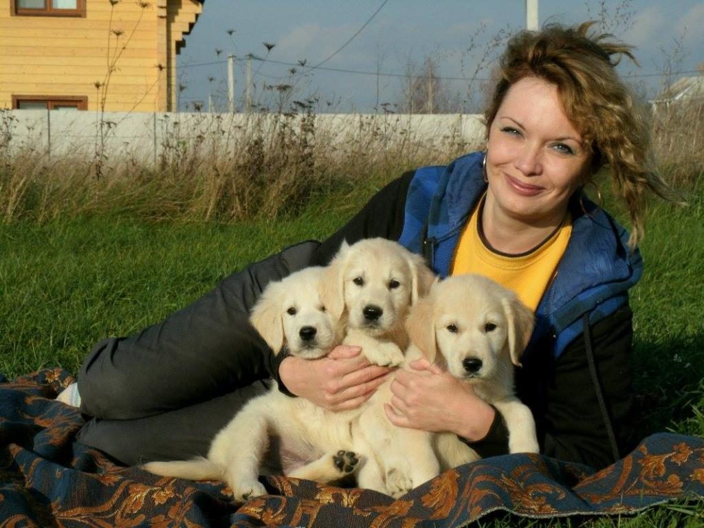 GOLDEN RETRİEVER ADRESE TESLİM KAPIDA ÖDEME YAPABİLİRSİNİZ