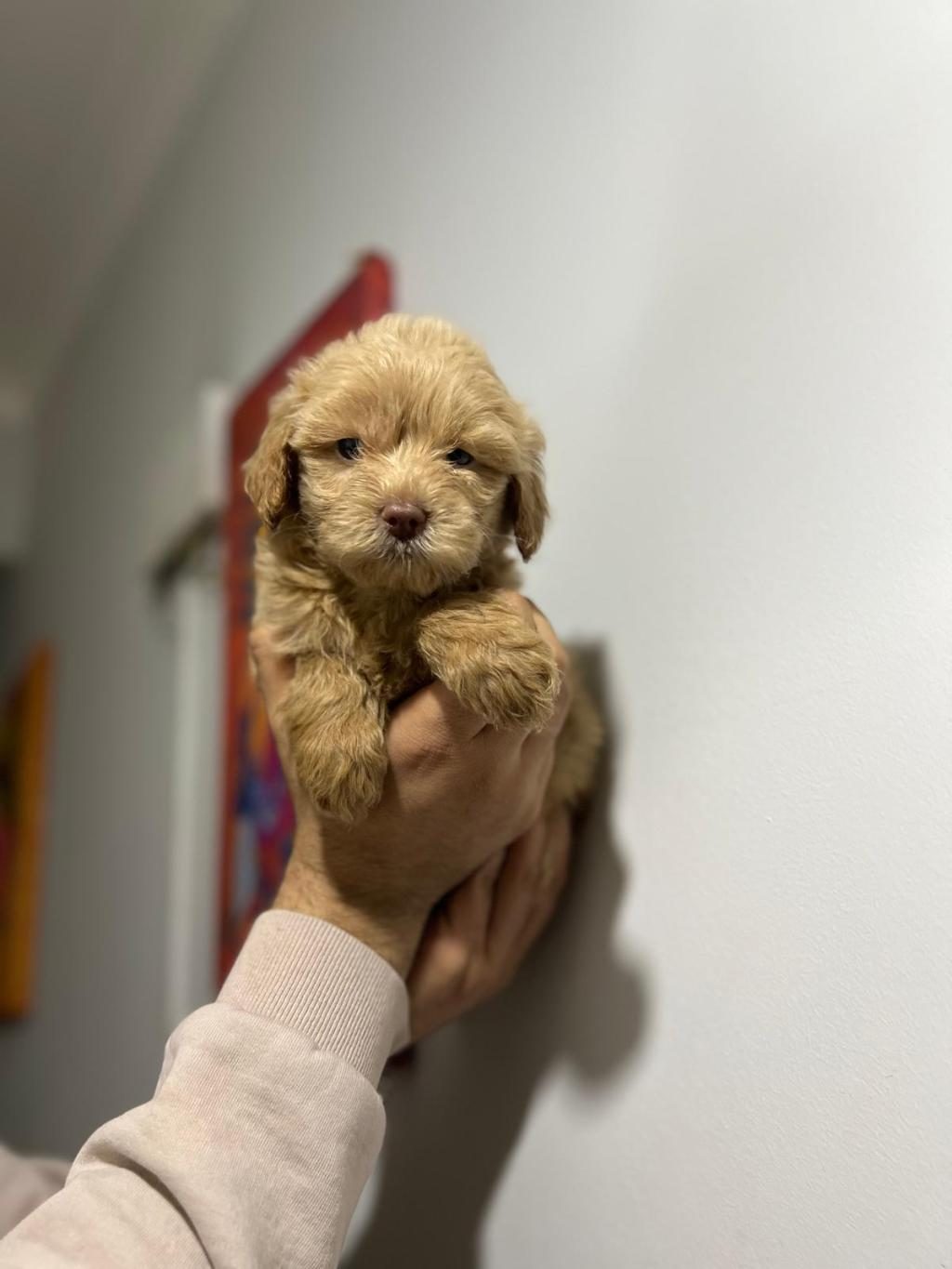 MALTİPOO ADRESE TESLİM, KAPIDA ÖDEME YAPABİLİRSİNİZ
