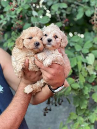 MALTİPOO ADRESE TESLİM, KAPIDA ÖDEME YAPABİLİRSİNİZ