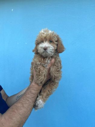 MALTİPOO ADRESE TESLİM, KAPIDA ÖDEME YAPABİLİRSİNİZ