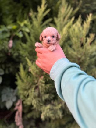 MALTİPOO ADRESE TESLİM, KAPIDA ÖDEME YAPABİLİRSİNİZ