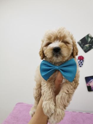 MALTİPOO ADRESE TESLİM, KAPIDA ÖDEME YAPABİLİRSİNİZ